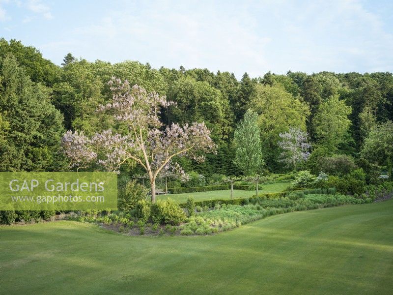 Garden design with Paulownia tomentosa, spring April