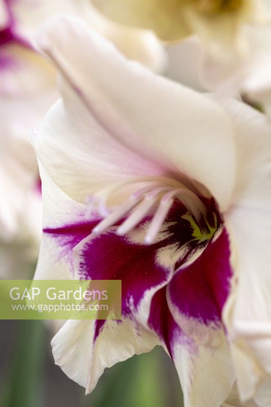 Gladiolus 'Amber Mystic'