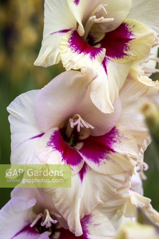 Gladiolus 'Amber Mystic'