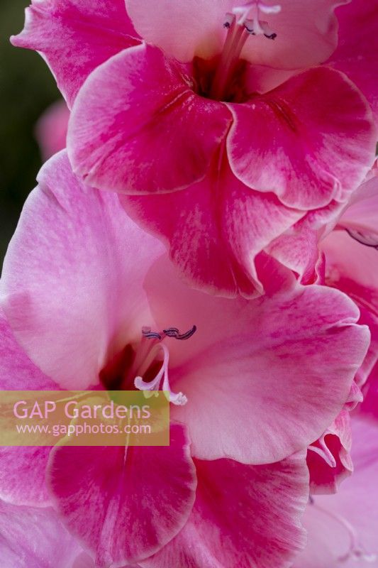 Gladiolus 'Pink Parrot'