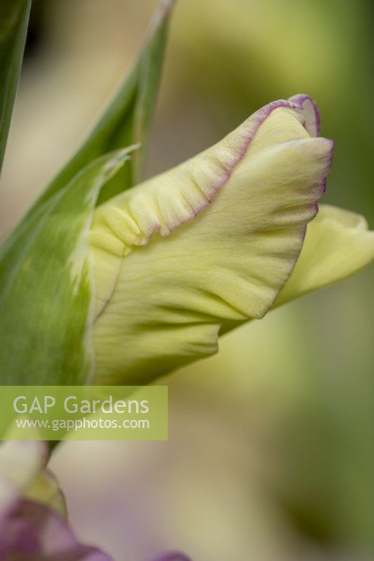 Gladiolus 'Zita'