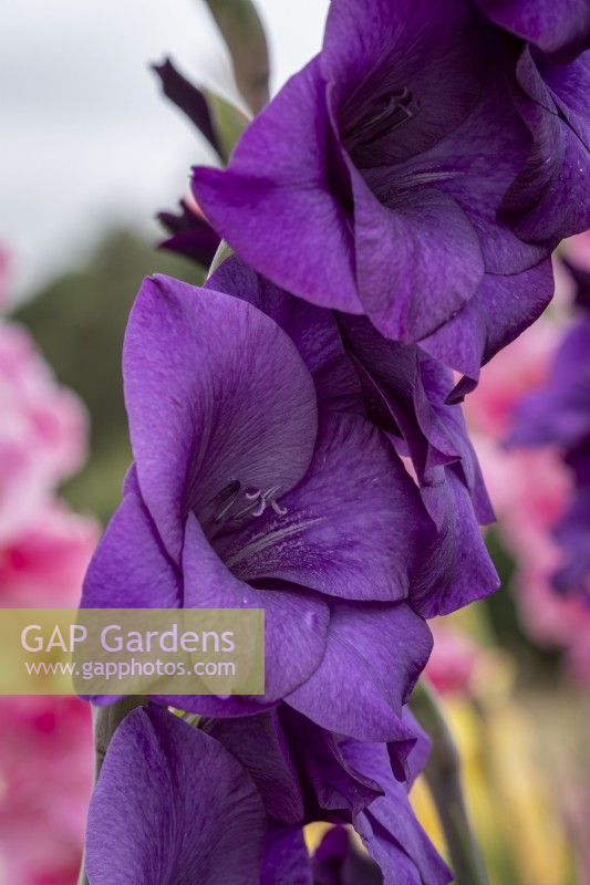Gladiolus 'Purple Mate'