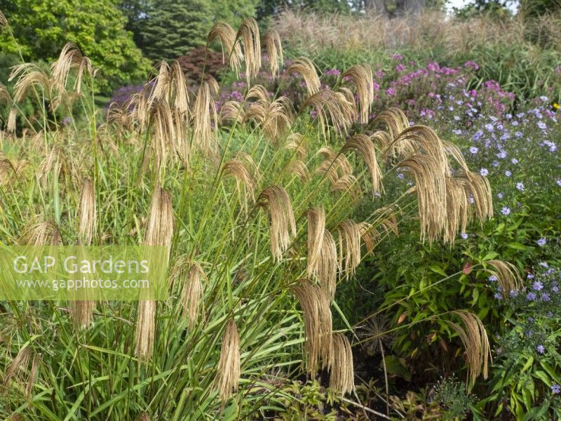 Miscanthus nepalensis Himalayan fairy grass Early autumn 