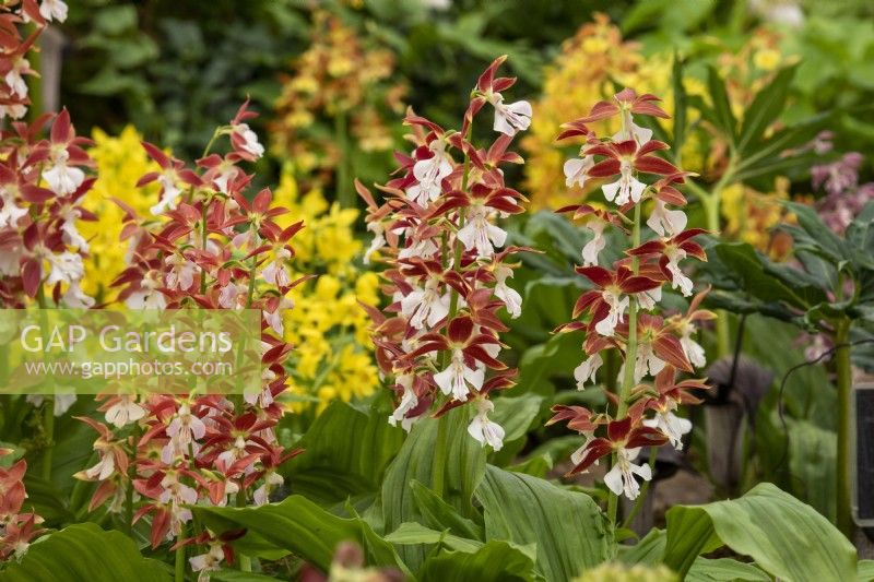 Calanthe discolour hybrids- Jacques Amand International Ltd - RHS Chelsea Flower Show 2023