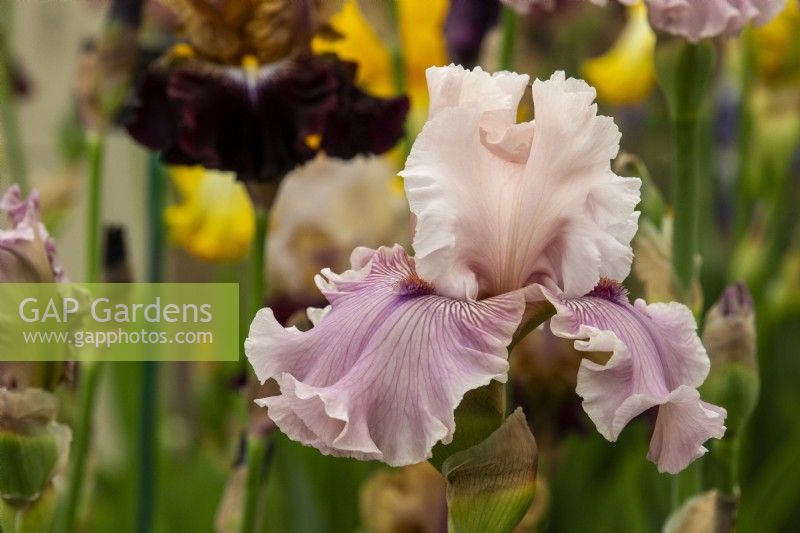 Iris 'Mystic Art' - Claire Austin Hardy Plants - RHS Chelsea Flower Show 2023