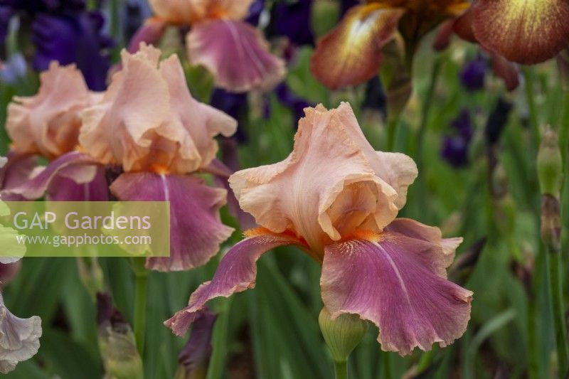 Iris 'Carnaby' - Claire Austin Hardy Plants - RHS Chelsea Flower Show 2023