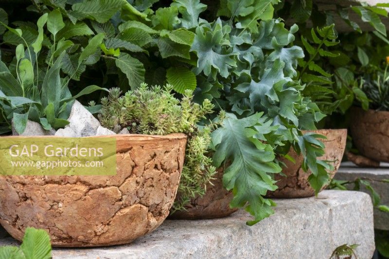 Planted clay bowls on a stone shelf in The Natural Affinity Garden for Aspens designed by Camellia Taylor - All About Plants Gardens - RHS Chelsea Flower Show 2023