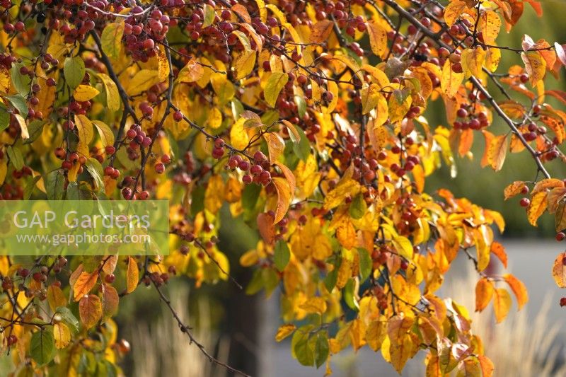 Malus baccata or Siberian crab apple, or Chinese crab apple tree branch with fruits and autumn coloured leaves.
November