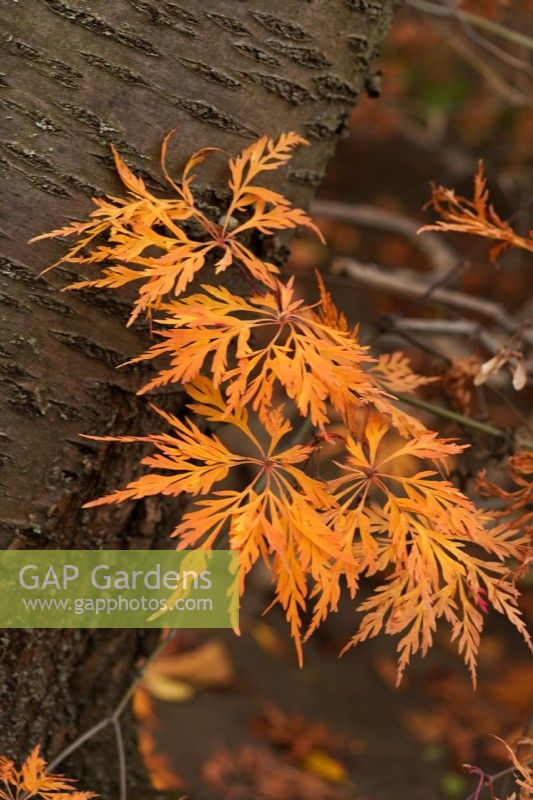 Acer palmatum dissectum 'Filigree' or Laceleaf Japanese maple leaves leaning to the bark of Prunus serrulata.              