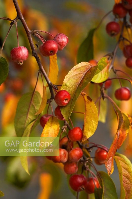 Malus baccata or Siberian crab apple, or Chinese crab apple tree branch with fruits and autumn coloured leaves.                 