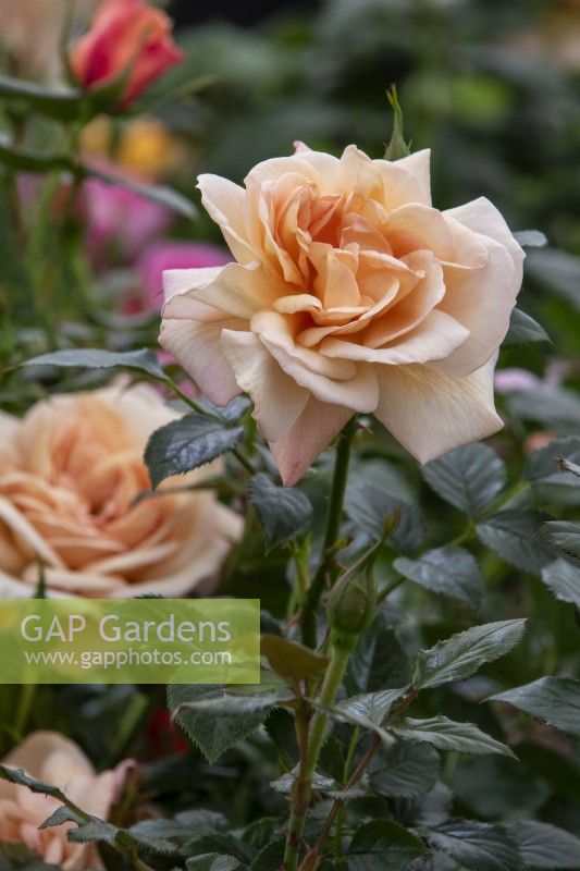 Rosa 'Susie'; 'Harwhistle' - Harkness Roses - RHS Chelsea Flower Show 2023