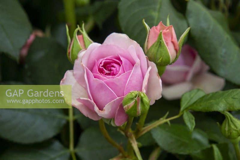 Rosa 'Menopause Charity' - Harkness Roses - RHS Chelsea Flower Show 2023