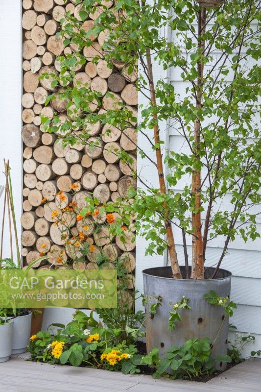 Log wall and metal container planted with Betula nigra and strawberries.
