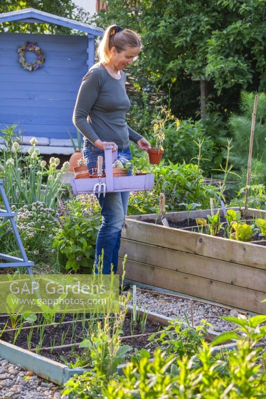 A woman is about to plant a tomato seedling in a raised bed together with other vegetables.