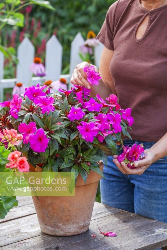 Woman removing spent flowers from Impatiens hawkeri - New Guinea Impatiens to encourage continuing blooming.