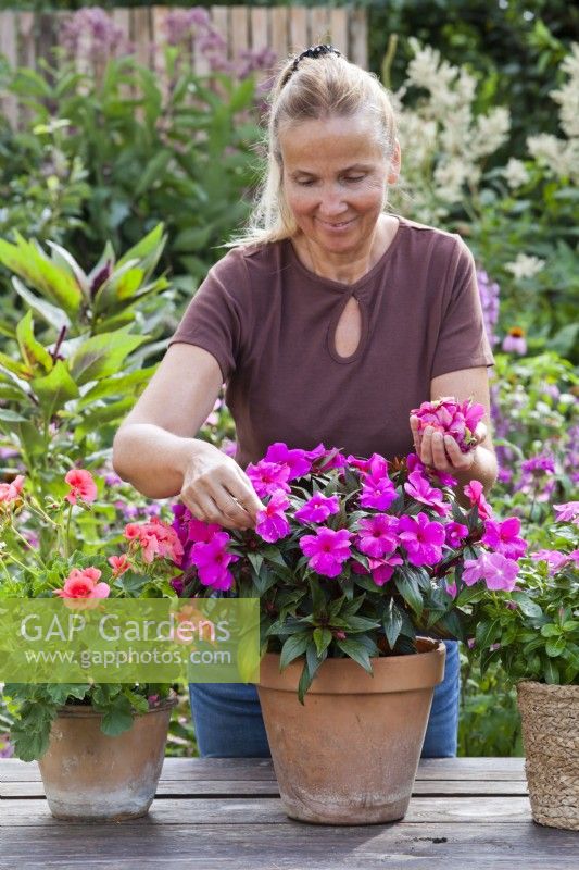 Woman removing spent flowers from Impatiens hawkeri - New Guinea Impatiens to encourage continuing blooming.