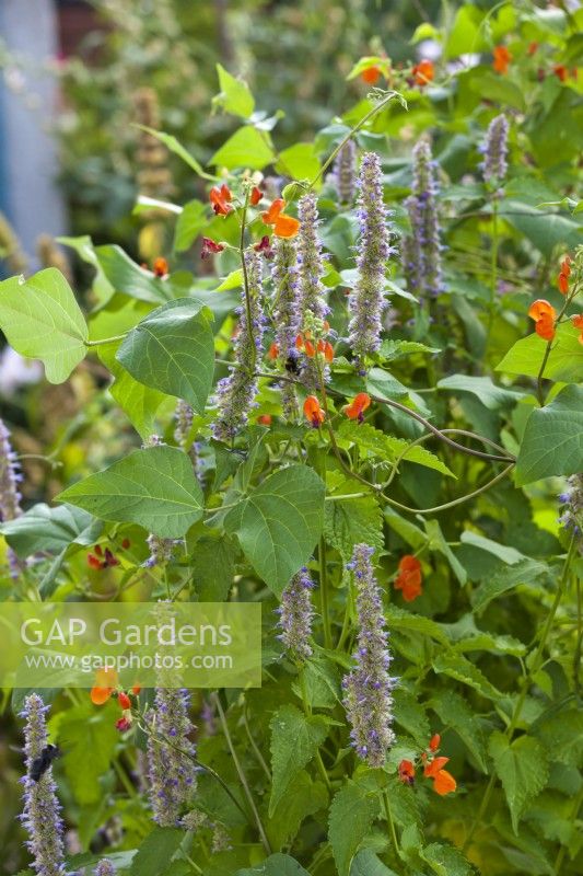 Agastache ' Blue Fortune' and  Phaseolus coccineus.