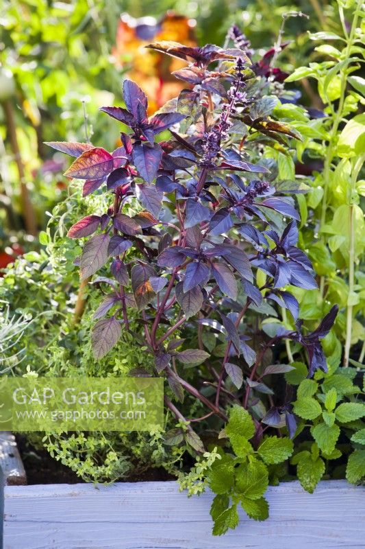 Ocimum basicilum var. purpurascens - purple basil in raised bed with mixed herbs.