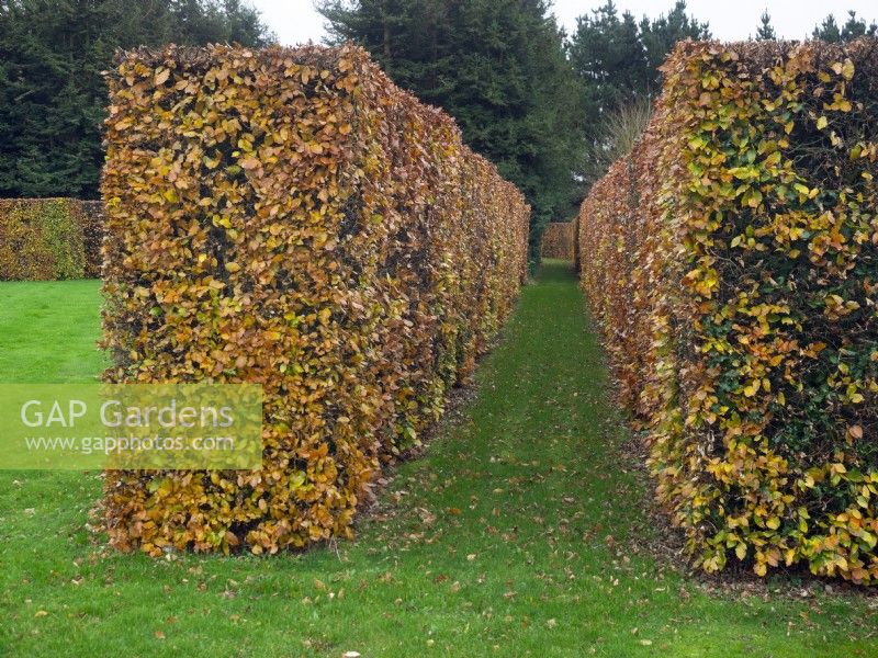 Fagus sylvatica - Beech hedge changing colour in Autunm November