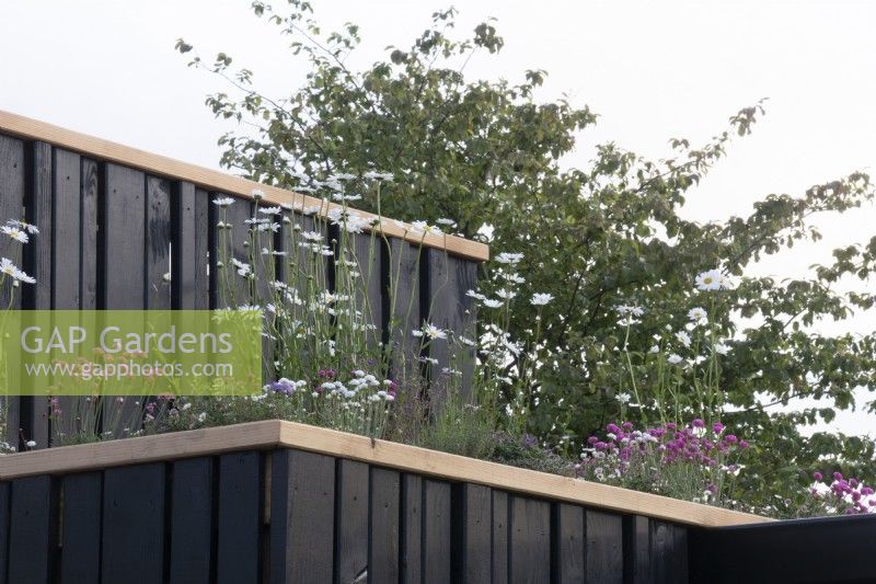 A green roof planted with wildlife friendly plants on the RSPCA Garden designed by Martyn Wilson - RHS Chelsea Flower Show 2023