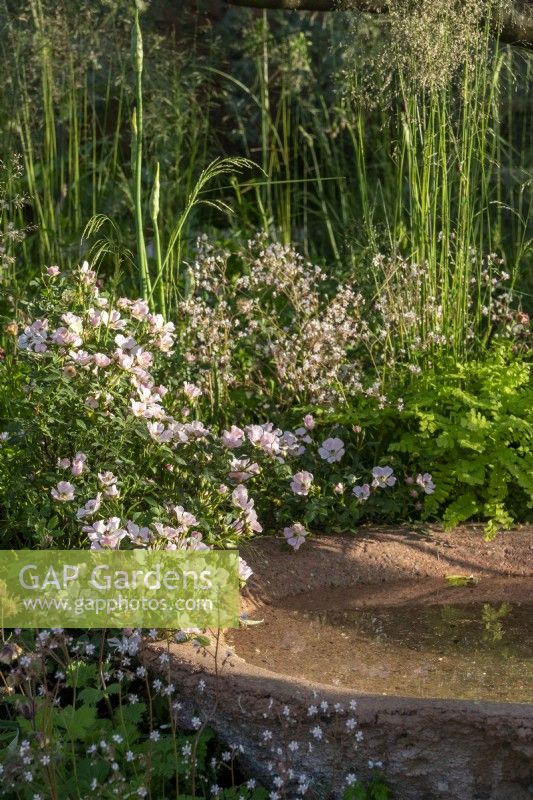 Roses, ferns and saxifraga surround a water bowl handmade from waste material on The Nurture Landscapes Garden designed by Sarah Price with Iris 'Benton Susan' and - RHS Chelsea Flower Show 2023