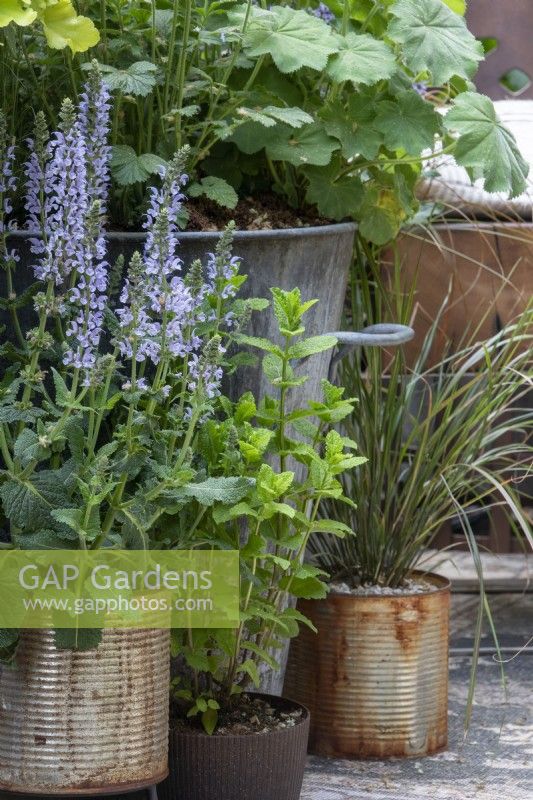 Recycled containers planted with Salvia nemorosa 'Crystal Blue', Mentha spicata var. crispa 'Moroccan' alchemilla and grasses on The St George 'Alright Here balcony garden designed by Emma Tipping - RHS Chelsea Flower Show 2023