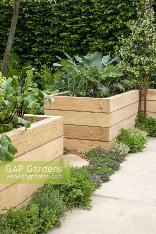 Wooden raised beds filled with vegetables with a herb-edged path on The London Square Community Garden - Sanctuary Gardens - Designer James Smith - RHS Chelsea Flower Show 2023