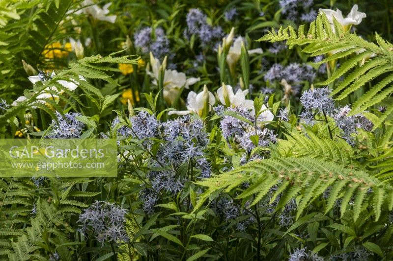 Amsonia tabernaemontana and Matteuccia struthiopteris on the Myeloma UK - A Life Worth Living Garden designed by Chris Beardshaw - RHS Chelsea Flower Show 2023