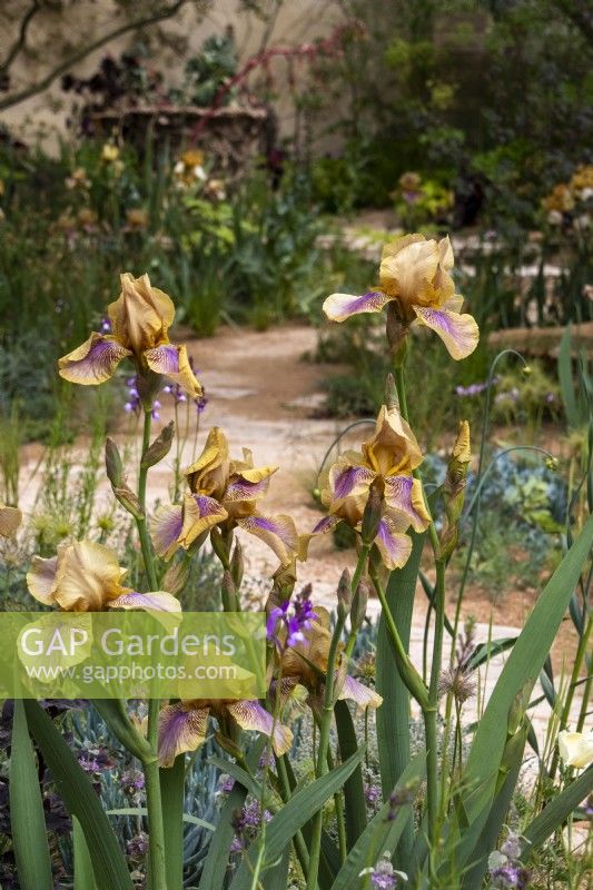 Iris 'Benton Olive' on The Nurture Landscapes Garden - designer Sarah Price - RHS Chelsea Flower Show 2023
