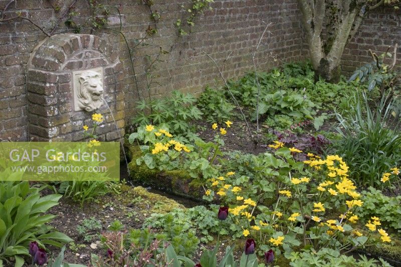 Caltha palustris next to the water spout in the Town Paradise Garden at Barnsdale Gardens, April