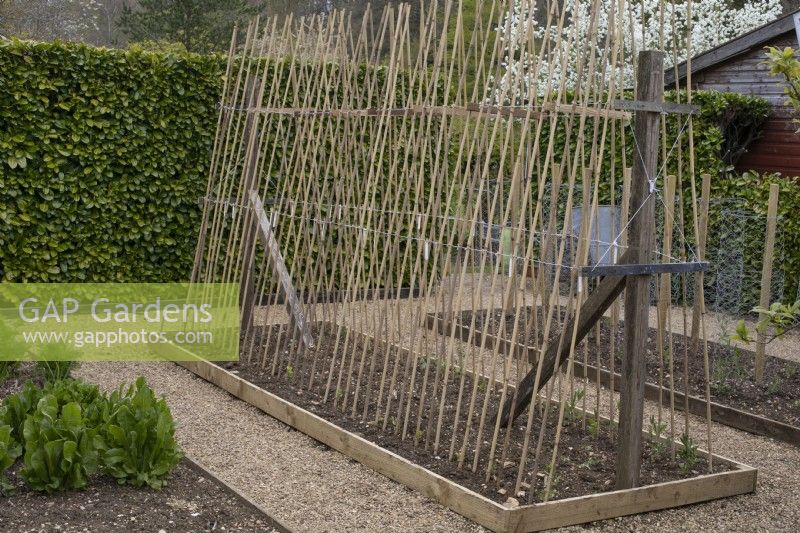 Sweet peas growing up bamboo supports at Barnsdale Gardens, April