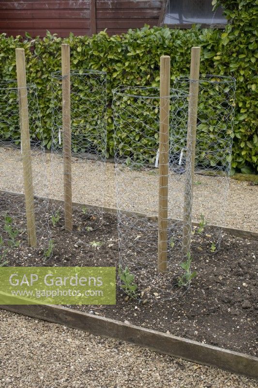 Sweet peas protected by chicken wire mesh supports at Barnsdale Gardens, April