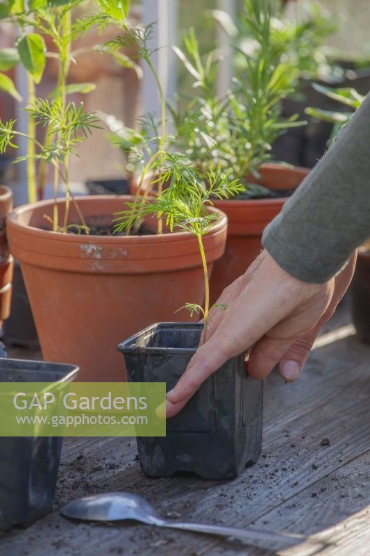 Woman transplanting cosmos seedling into a smaller plastic pot.
