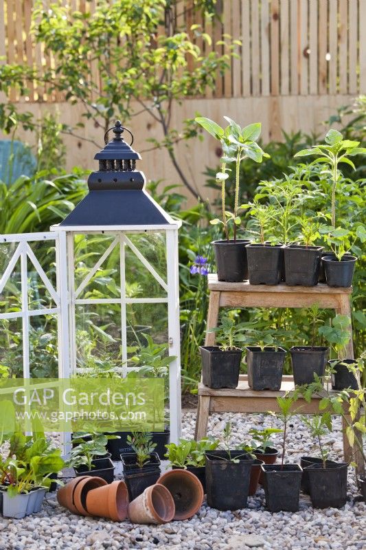 Vegetable and annual flower seedlings within and around the small glasshouse and on a wooden ladder.