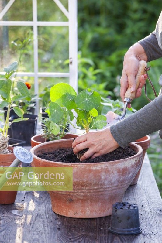 Woman planting nasturtium seedling in terracotta container.