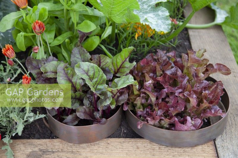 Salad vegetables in 'Wrapped up in Nature' - Beautiful Borders - BBC Gardener's World Live 2018