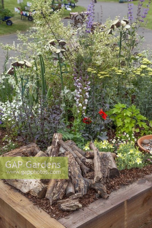 Mixed border in 'Useful and Beautiful', an insect and pollinator-friendly garden in the Beautiful Borders Section at Gardener's World Live 2108