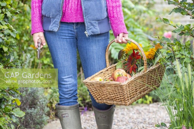 Woman carrying a wicker basket filled with apples and Helianthus - Sunflowers