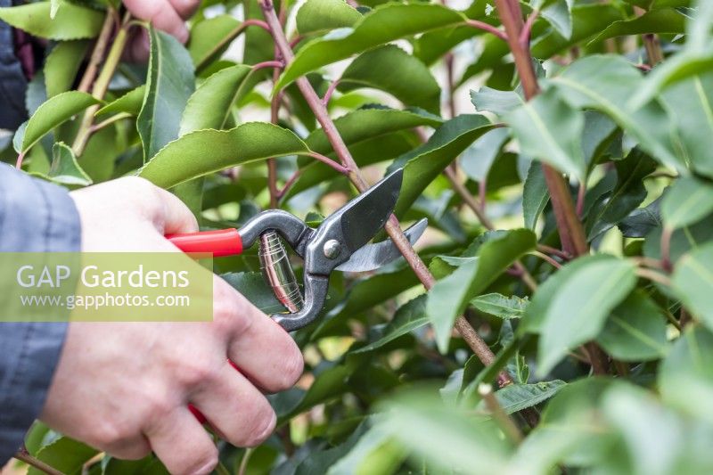 Woman cutting back Portuguese laurel with small red secateurs