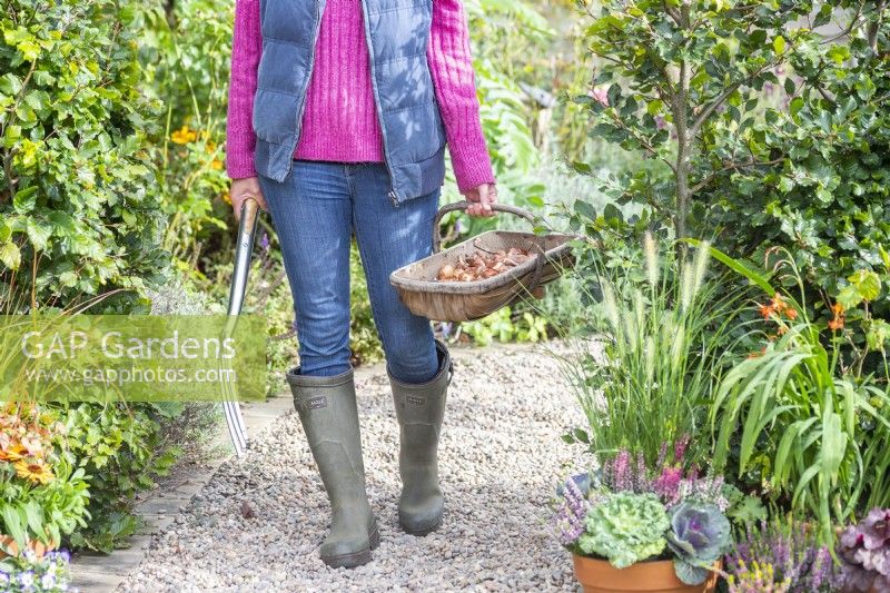 Woman walking along gravel path carrying a digging fork and a trug full of tulip bulbs