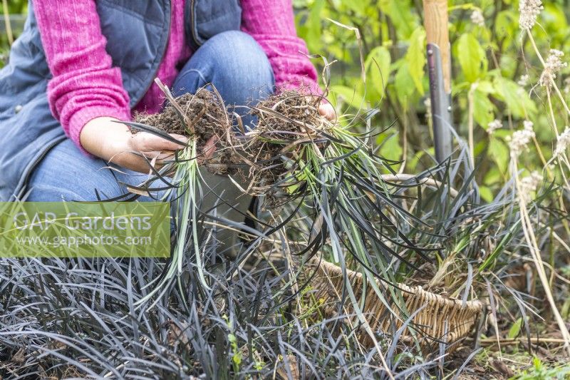 Woman splitting Ophiopgon planiscapus - Black Mondo Grass