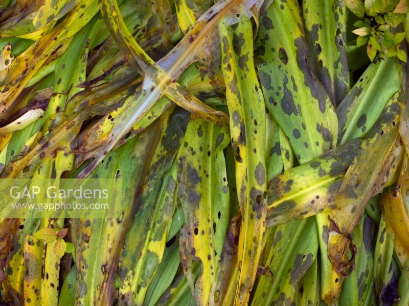 Eucomis comosa 'Cornwood' - Pineapple Lily foliage dying back November Autumn