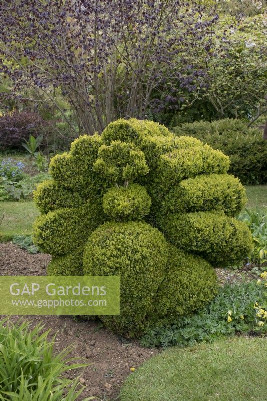 Topiary peacock at Barnsdale Gardens, April
