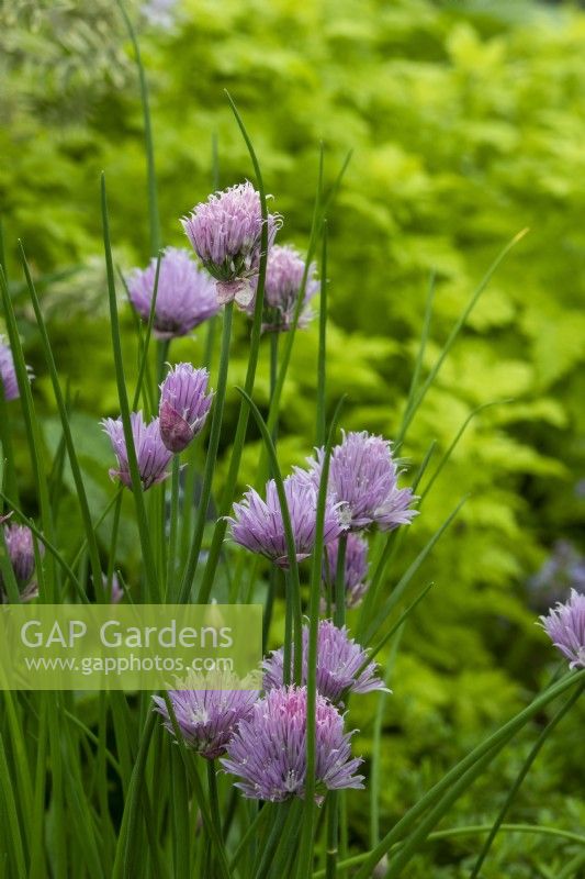 Allium schoenoprasum -chives - Kitchen Garden Plant Centre - RHS Chelsea Flower Show 2023
