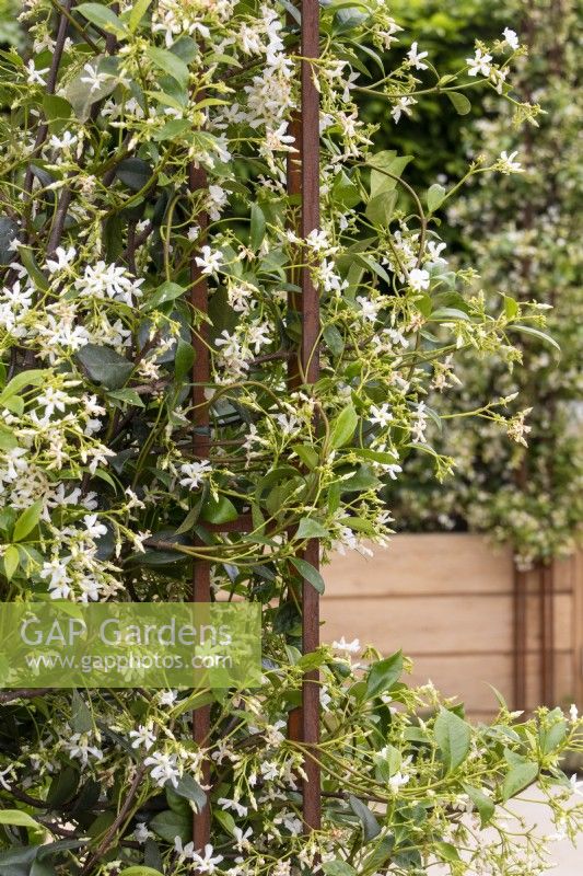 Trachelospermum Jasminoides over a metal support on The London Square Community Garden - Sanctuary Gardens - Designer James Smith - RHS Chelsea Flower Show 2023