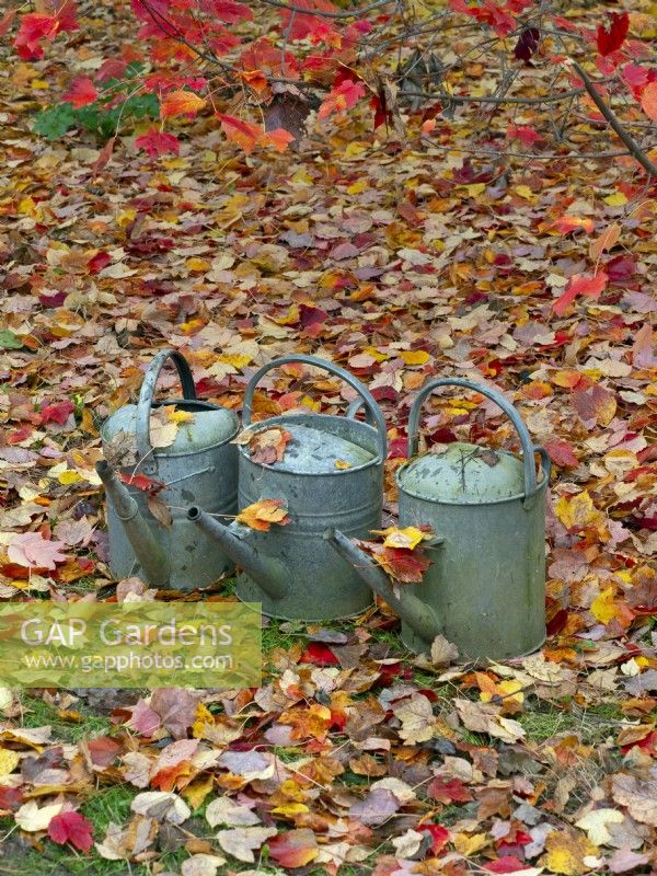 watering can and fallen leaves of Acer rubrum 'October glory' - Red maple 'October Glory'