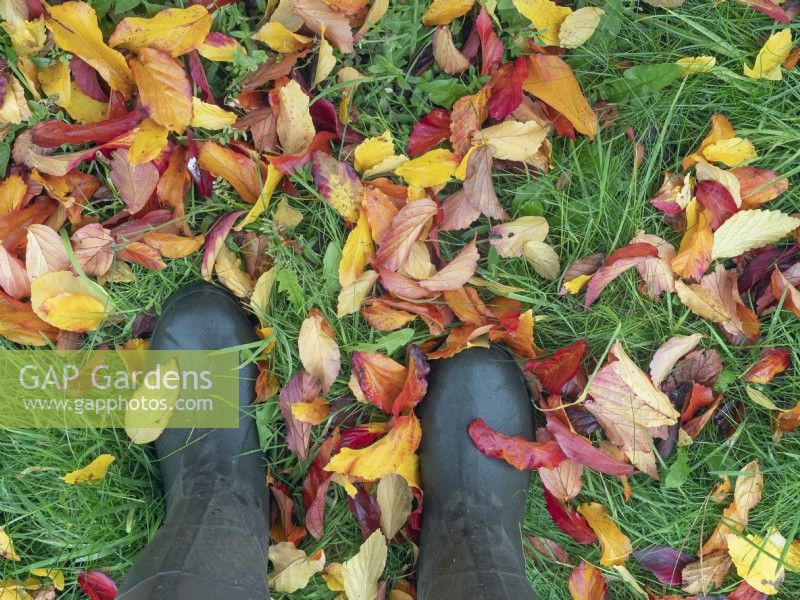 Fallen leaves of Parrotia persica on lawn and gardener in wellington boots, in November 