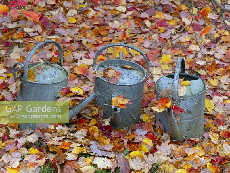 Watering cans and fallen leaves of Acer rubrum 'October glory' - Red maple 'October Glory'