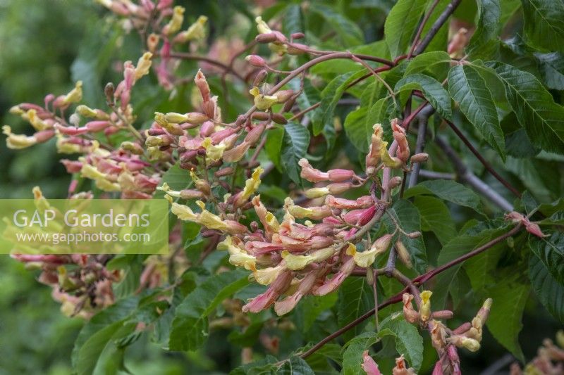 Aesculus pavia 'Koehnei' - Myeloma UK - A Life Worth Living Garden - Designer Chris Beardshaw - RHS Chelsea Flower Show 2023