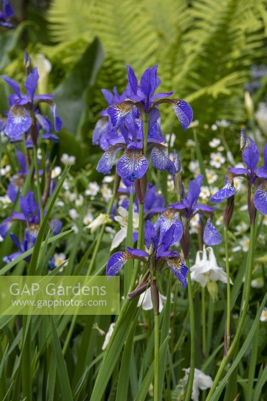 Iris sibirica 'Tropic Night'  - Myeloma UK - A Life Worth Living Garden - designer Chris Beardshaw - RHS Chelsea Flower Show 2023